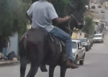 Bombeiros resgatam cavalo que ficou preso em mata-burro em fazenda no Sul  de Minas - Portal Onda Sul