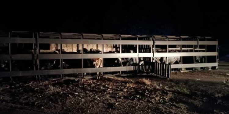 Carreta com 60 bois tomba e interdita Rodovia em Minas Gerais
