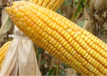 Triângulo se destaca na produção de milho 