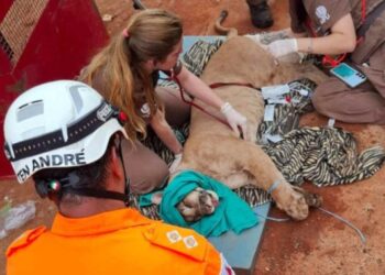 |VÍDEO| Onça-parda aparece no quintal de casa em Minas, e assusta moradores