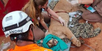 |VÍDEO| Onça-parda aparece no quintal de casa em Minas, e assusta moradores