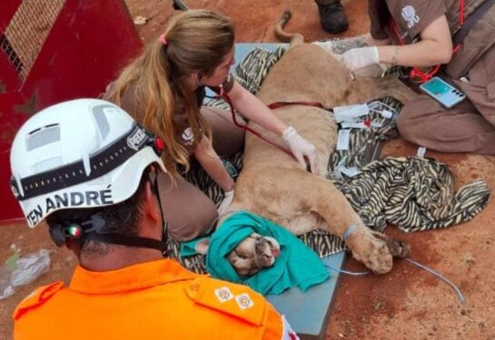 |VÍDEO| Onça-parda aparece no quintal de casa em Minas, e assusta moradores