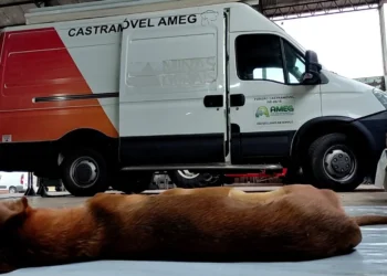 Programa Patas Amigas leva Castramóvel ao distrito do Itaci em Carmo nesta quinta-feira (16)