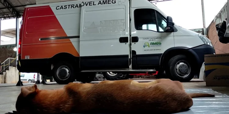 Programa Patas Amigas leva Castramóvel ao distrito do Itaci em Carmo nesta quinta-feira (16)