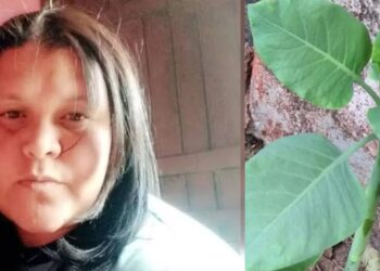 ATUALIZAÇÃO – Mulher morre após intoxicação por “falsa couve”; familiares seguem internados em estado grave