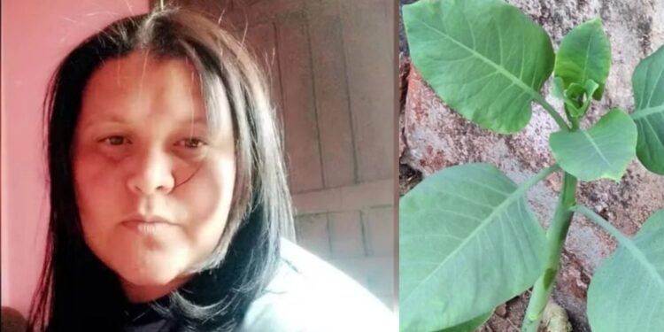 ATUALIZAÇÃO – Mulher morre após intoxicação por “falsa couve”; familiares seguem internados em estado grave
