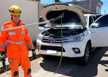 SUSTO – Cobra surpreende motorista ao se esconder dentro de carro em Campo Belo