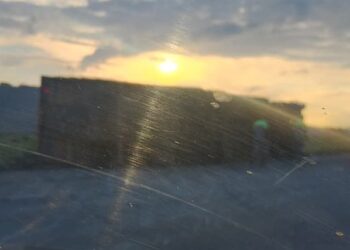 IMAGENS mostram GADO correndo em rodovia próximo a Carmo, após tombamento de caminhão