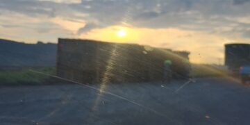 IMAGENS mostram GADO correndo em rodovia próximo a Carmo, após tombamento de caminhão