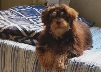 Criança chora sem o cachorro Lucky, desaparecido no Bairro Planalto 2, em Carmo do Rio Claro