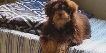Criança chora sem o cachorro Lucky, desaparecido no Bairro Planalto 2, em Carmo do Rio Claro