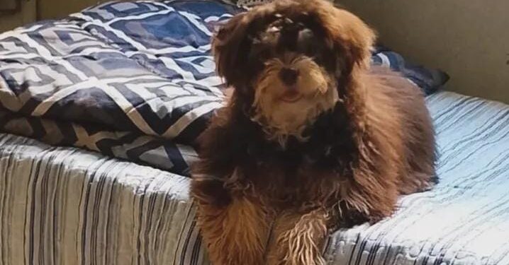 Criança chora sem o cachorro Lucky, desaparecido no Bairro Planalto 2, em Carmo do Rio Claro