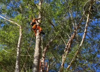 Homem fica preso em árvore após salto de paraglider