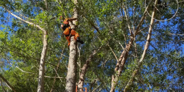 Homem fica preso em árvore após salto de paraglider