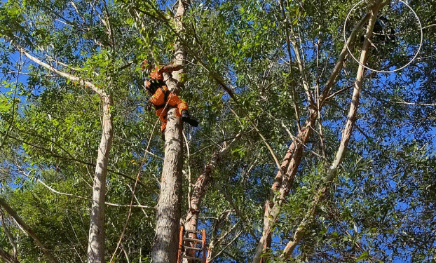 Homem fica preso em árvore após salto de paraglider