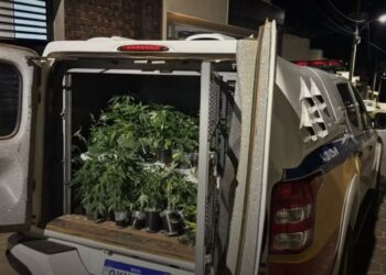 Polícia encontra plantação com mais de 100 pés de maconha em casa abandonada em Piumhi (MG)