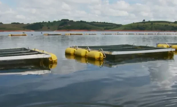 Nova lista ambiental preocupa criadores de tilápia no Lago de Furnas