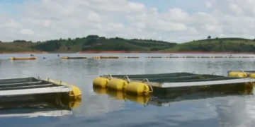 Nova lista ambiental preocupa criadores de tilápia no Lago de Furnas