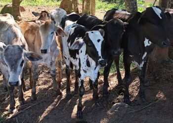 Polícia Civil apreende 14 cabeças de gado sem procedência em casa de leilões na região