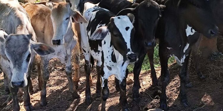 Polícia Civil apreende 14 cabeças de gado sem procedência em casa de leilões na região