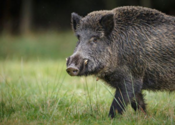 Minas Gerais libera caça ao javali