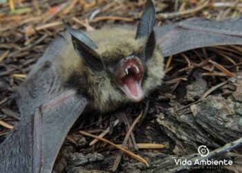 Empresa de Alfenas usa sistema exclusivo para afastar morcegos com segurança