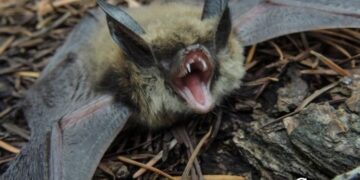 Empresa de Alfenas usa sistema exclusivo para afastar morcegos com segurança