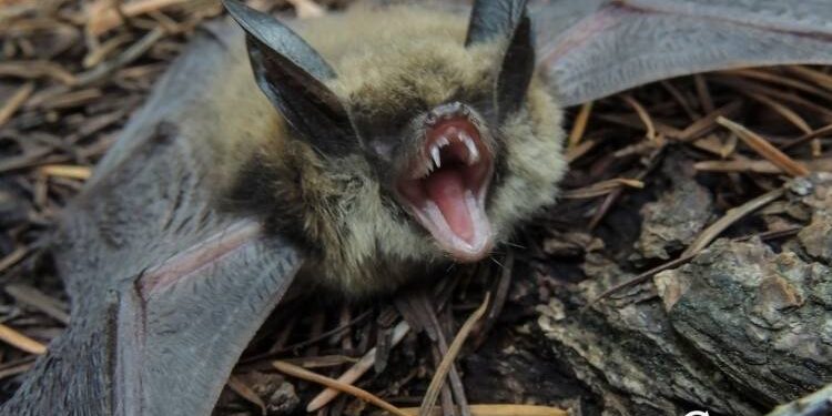 Empresa de Alfenas usa sistema exclusivo para afastar morcegos com segurança