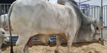 TOURO MAIS PESADO DO BRASIL – animal come 35 QUILOS de COMIDA todos os dias e pesa mais de uma tonelada, conheça