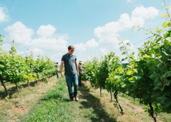 Terra do café, Minas Gerais agora se destaca na produção de vinhos finos
