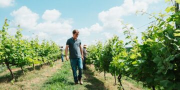 Terra do café, Minas Gerais agora se destaca na produção de vinhos finos