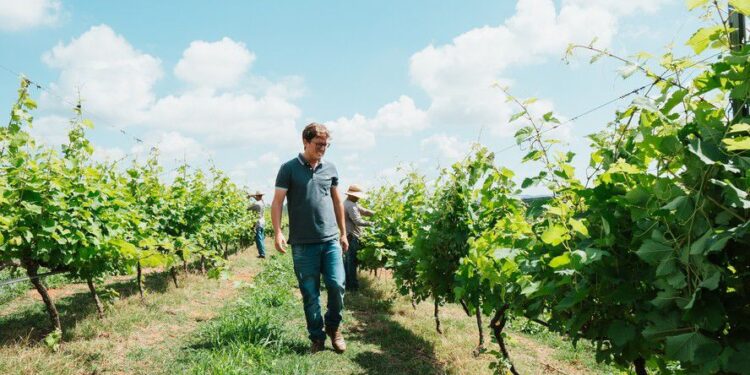 Terra do café, Minas Gerais agora se destaca na produção de vinhos finos