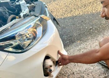 Cachorro desaparecido é encontrado após dois dias preso dentro de para-choque de carro