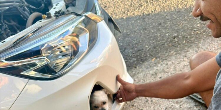 Cachorro desaparecido é encontrado após dois dias preso dentro de para-choque de carro