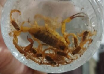 Infestação de ESCORPIÕES assusta moradores no bairro Coração Eucarístico em Carmo