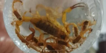 |VÍDEO| Escorpiões: biólogo orienta moradores e cidade confirma dois casos de picada