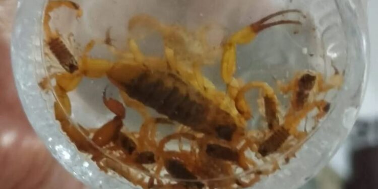 Infestação de ESCORPIÕES assusta moradores no bairro Coração Eucarístico em Carmo