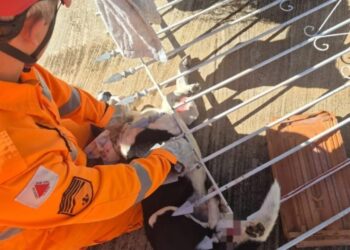 Cão fica preso em lança de portão e é resgatado por Bombeiros