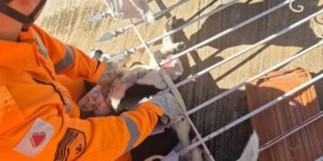 Cão fica preso em lança de portão e é resgatado por Bombeiros