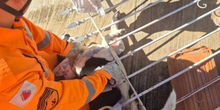 Cão fica preso em lança de portão e é resgatado por Bombeiros