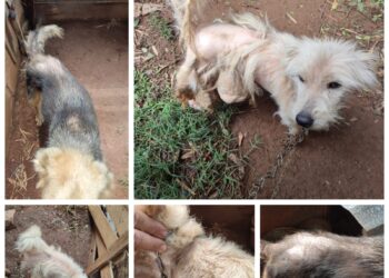 Homem é preso por maus-tratos a cães e posse irregular de armas