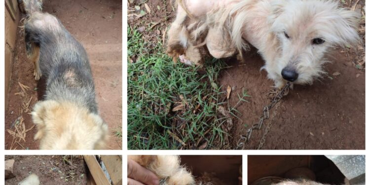 Homem é preso por maus-tratos a cães e posse irregular de armas