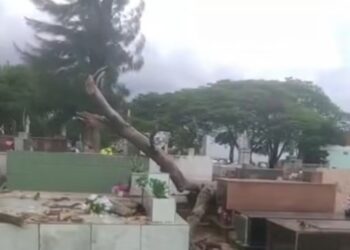 VÍDEO | Ventania provoca queda de árvore em cemitério de Alfenas (MG)
