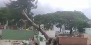 VÍDEO | Ventania provoca queda de árvore em cemitério de Alfenas (MG)
