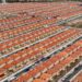 Uberlândia terá 2,4 mil casas do “Minha Casa”