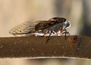 Pesquisadores do Sul de Minas desenvolvem farinha de cigarra