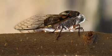 Pesquisadores do Sul de Minas desenvolvem farinha de cigarra