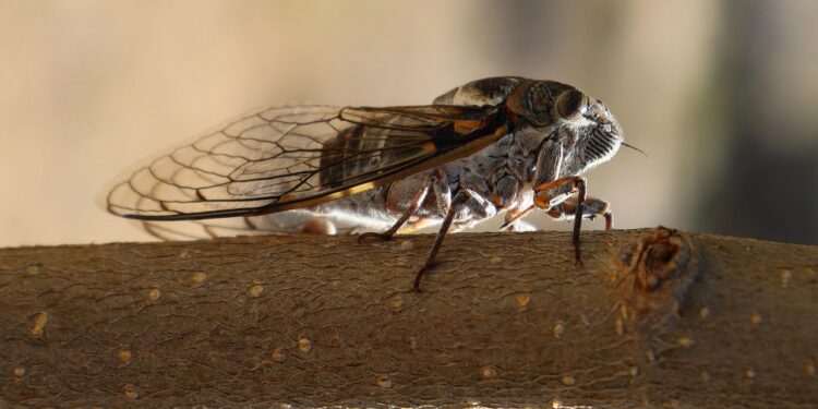 Pesquisadores do Sul de Minas desenvolvem farinha de cigarra