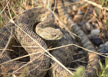 Menino de 13 anos é picado por cobra e socorrido às pressas por helicóptero