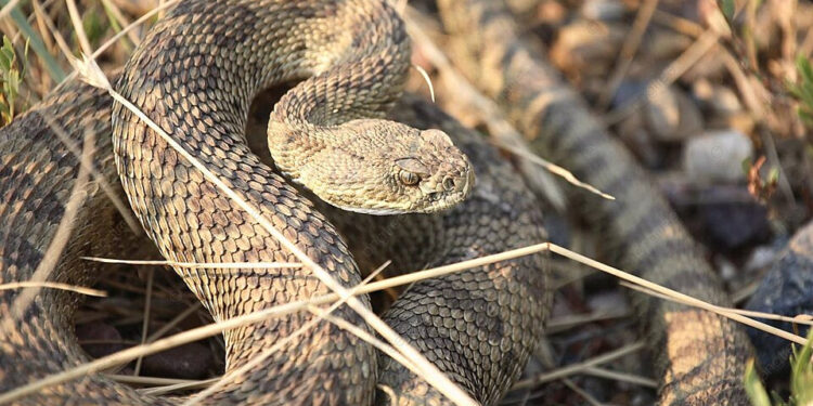Menino de 13 anos é picado por cobra e socorrido às pressas por helicóptero